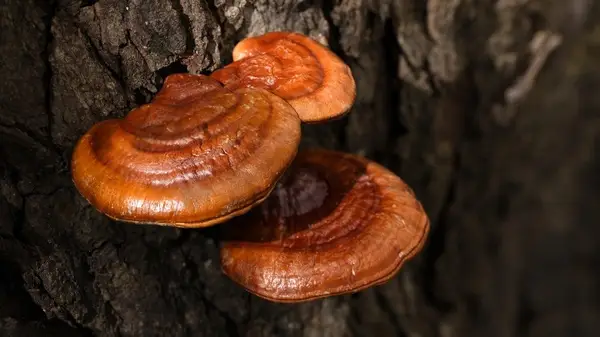 Reishi mushrooms