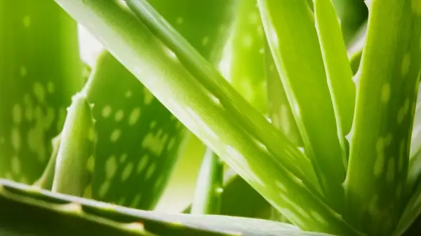Aloe vera plant