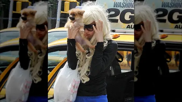 Amanda Bynes in a frizzy, white blond wig