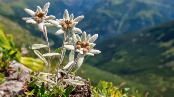 Tout savoir sur votre nouvelle arme secrète de soins de la peau, Edelweiss