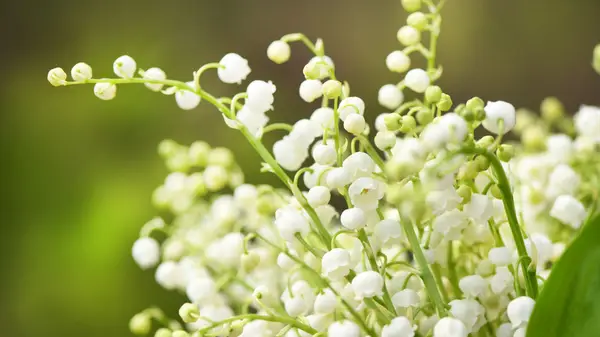 Lily of the Valley