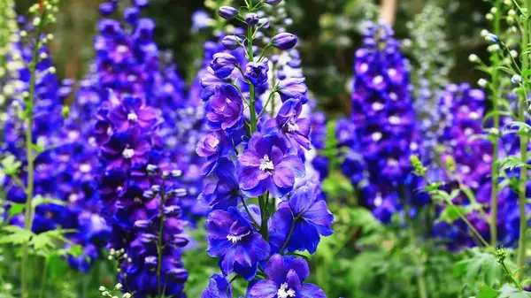 Delphinium
