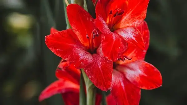 Gladiolus