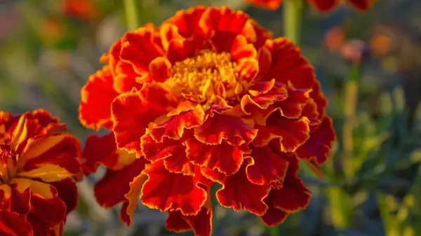 Marigolds