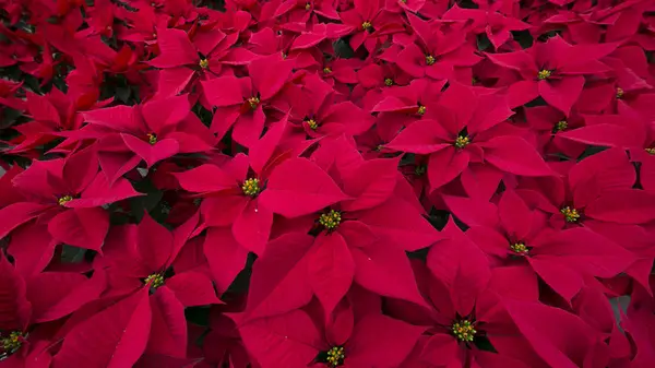 Poinsettias