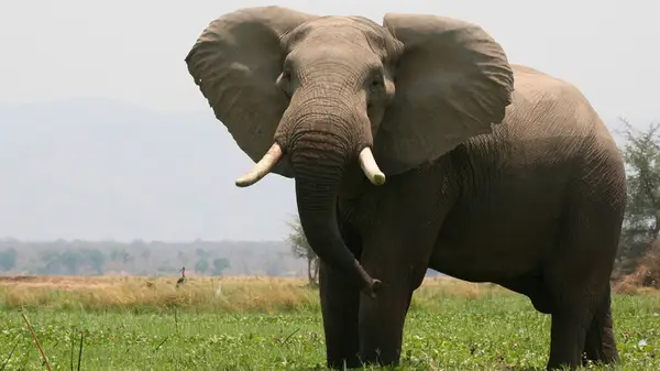 An elephant in the wild