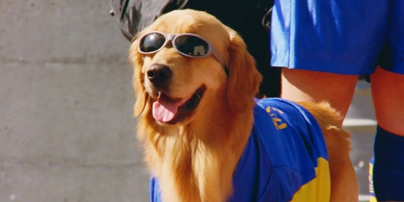 Was ist mit dem Hund von „Air Bud“ passiert?