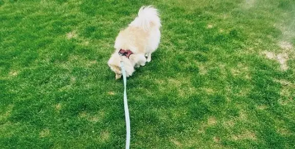 ויוי אן שטיין