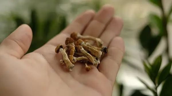 holding magic mushrooms in hand 