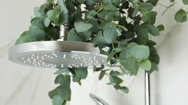 Eucalyptus in the shower